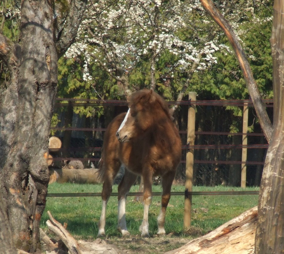 haflinger