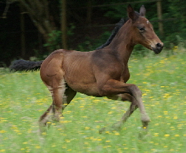 Fohlenbild