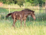 Badenfee Stute von Iskander Schampus Surumu XX